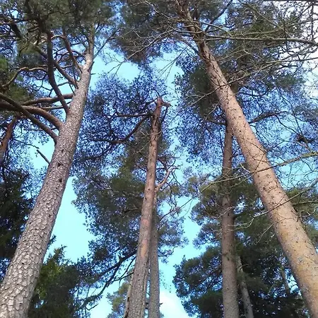 Leluselja Metsamoisa * Lelu